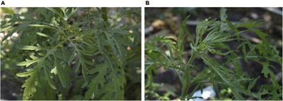 From Metagenomics to Discovery of New Viral Species: Galium Leaf Distortion Virus, a Monopartite Begomovirus Endemic in Mexico